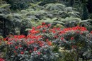 This orange red flowering trees and shrubs dotted the countrside of Vanua Levu
