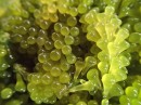 Close-up of Fijan caviar