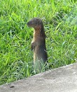 The non-native  mongoose has invaded the island and poses a threat to bird life.  This one was just outside the bio-security (quarantine) office in downtown Savusavu
