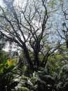 A rain tree which is abundant on Vanua Levu island