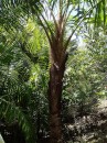 One of the palm tree species,