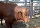 Bourail Agricultural Fair:  Cattle exhibit