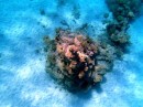 A bommie or coral head which are strewn throughout the waters of the atoll
Des tetes de coraux auxquelles il faut faire attention quand on navigue.
