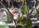 Near dusk, a hermit crab retires to a bush.
Un autre bernard l
