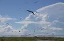 Frigate birds over the largest colony in Suwarrow.
Des fregates vivant sur une autre ile deserte de l