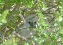 A baby frigate chick hidden in vegetation.
Un bebe fregate nous observe de son nid, sous un buisson.