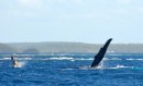 Whale 4. Mother and calf playing together.