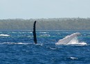 Whale 2. Individual humpbacks can be identified by their unique dorsal fins and tailflukes