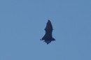 Just before sunset the flying fox bats appear