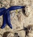 A periwinkle-blue sea star in upper left and a brittle star in lower right