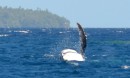 Whale 3. Humpbacks are most acrobatic of the large whales