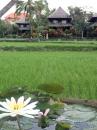 Our Hotel Villa in Ubud, Bali: Surrounded by rice fields. We visited Bali while we were waiting for parts to arrive at Medan Bay.
