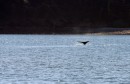 First Whale sighting.
