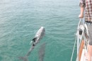 Dolphin racing the boat.