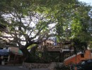 Restaurant up in this beautiful tree in Barra.