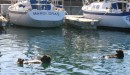 Two Otters lived in the marina