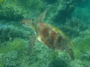 Turtles are very common in Fiji and swom remarkably fast when scared