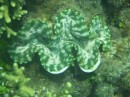 These giant clams can live hundreds of years and grow as large as 4 feet across.  Now and endangered species
