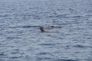 As we approached the pass into the lagoon we were greeted by a small pod of  pilot whales.  They grow to 15~18 feet long