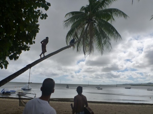 A local chases after JJ,  our grandson, as he tries to scale this coconut tree
