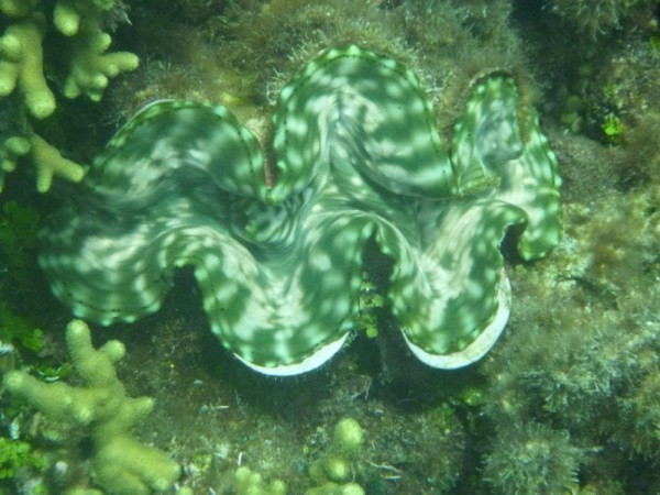 These giant clams can live hundreds of years and grow as large as 4 feet across.  Now and endangered species
