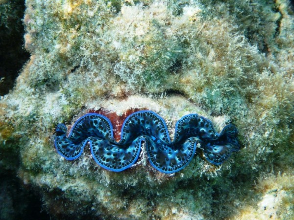 Boring Giant Clam,  only grow to about six inches across and in an amazing variety of irridescent color patterns