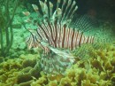 Lionfish, pretty with venomous spines.  They are not a native species and have no natural enemies so they are a problem in that they are voracious eaters.  This is the only fish you are to hunt in the marine parks
