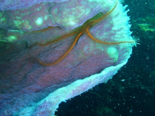 Brittle star fish inside a sponge