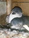 Baby Blue Eyed penguins