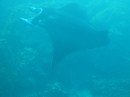 One area of Bora Bora has a large pod of manta rays that you can dive with.  This one was about 10 feet across.  They are filter feeders and harmless to people
