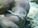 A pipe fish,  about 5 inches long