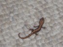 Our pet gecko 