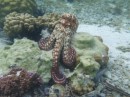 It is unusual to  see an octopus out in the open during day light