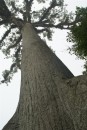 The Ceiba tree was considered by the Mayans to be sacred.  It