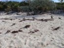We counter over 40 iguanas on Allens Cay coming to beg for food.