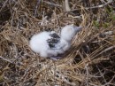 We saw hundreds of new hatchlings on Bird Island