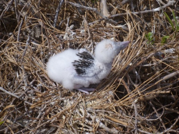 We saw hundreds of new hatchlings on Bird Island
