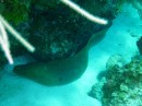 4 foot green moray eel