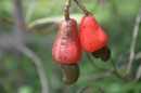 This is what a cashew fruit looks like.  The red part is very sweet and soft,  like a well ripe pear.  The nut underneath gets removed from the outer pod and roasted.