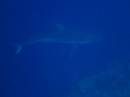 6 foot black tip shark...can be dangerous,  we saw three of them on this dive.  Happily they were not too hungry.