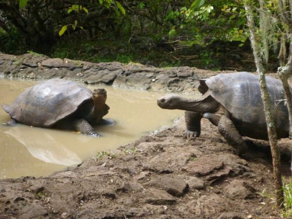 This species of tortoise is exclusive to the Galapagos.  One numbering in the hundreds of thousands they were almost wiped out by sailors capturing them for food and predation by introduce animals such as cats, dogs, cattle, rats.  They can live for several  months without food or waater so sailors stored them in the bilge for fresh meat