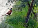 Tuscan pheasant