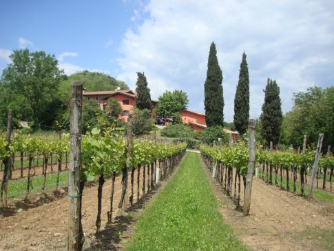 Cormons, Italy vineyard