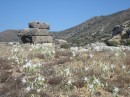 lilies in the Knidos fields