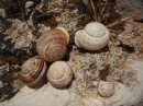 Lotsa snails!