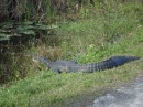 Alligator on the Everglades bike trail