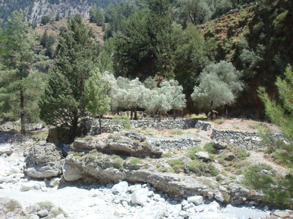 Olive trees and old Samaria village