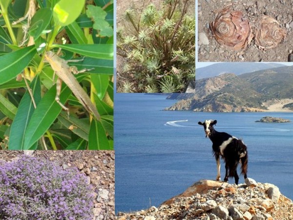 Flora & Fauna NE Crete