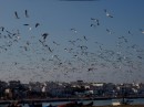 Seabirds in flight, Bourougreg river, Rabat