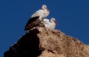 Storks perched on ancient wall in Marrakesh